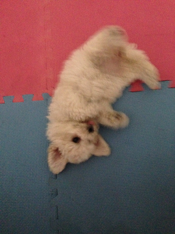 #����#С�׶�