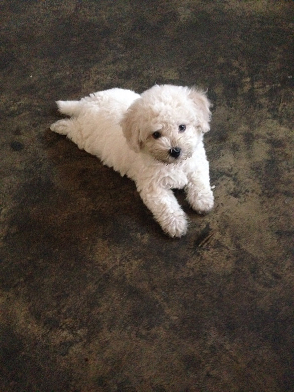 #����#С�׶�