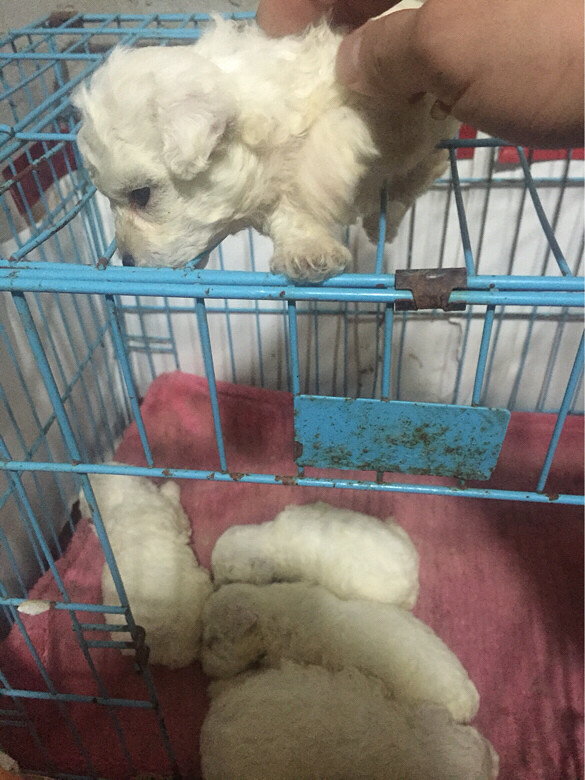 �Լ�������С����С̩��