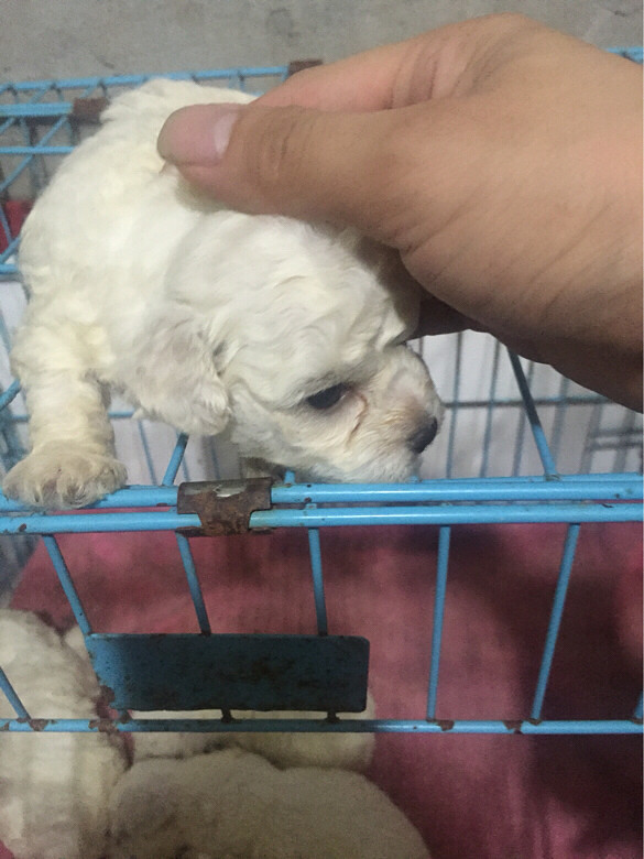 �Լ�������С����С̩��