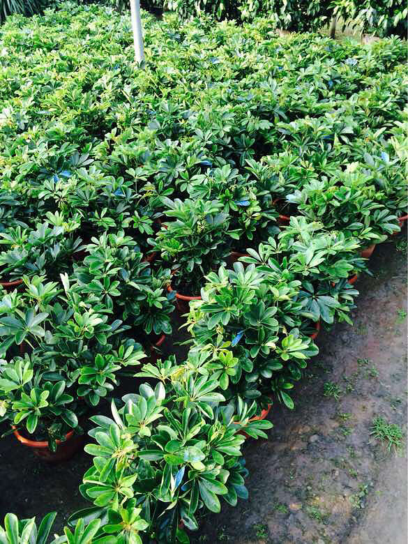 �ҼҵĻ��ݣ����һ��������