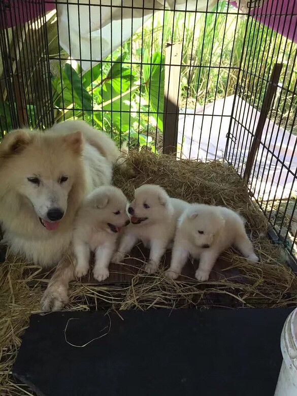 ����΢Ц��ʹ��ĦҮ888һ��