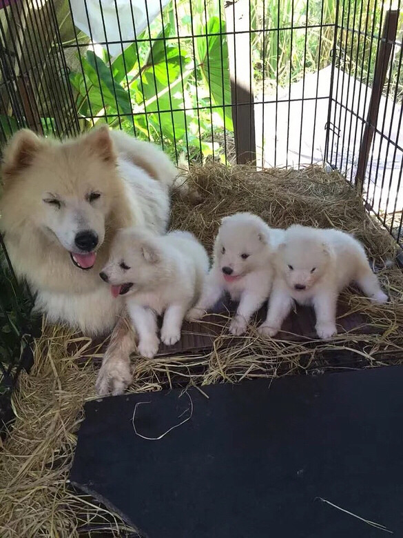 ����΢Ц��ʹ��ĦҮ888һ��