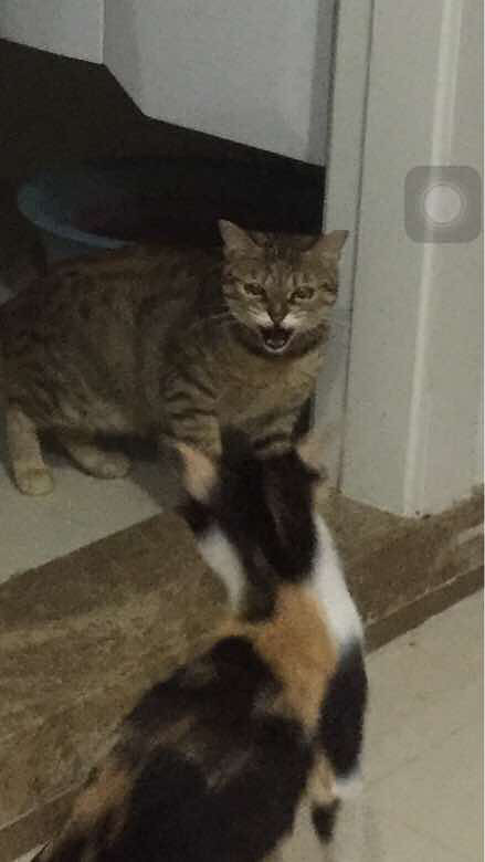 ����didi����ճ������