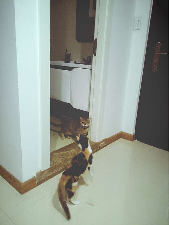 ����didi����ճ������