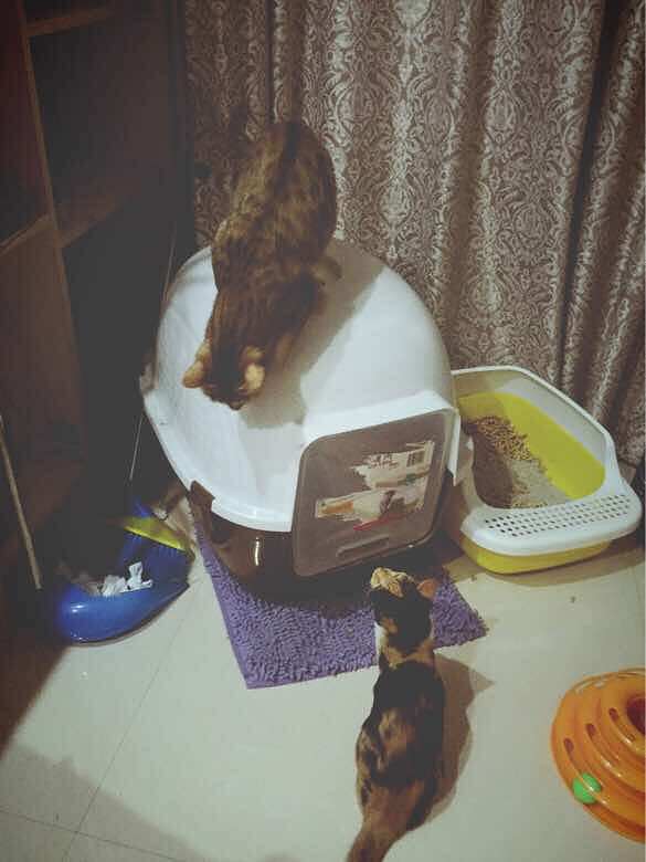 ����didi����ճ������