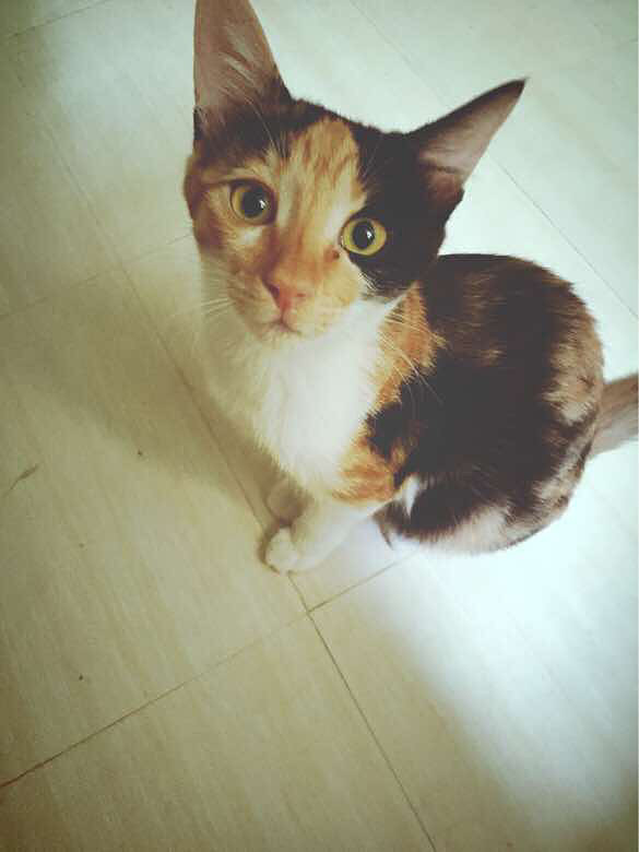 ����didi����ճ������