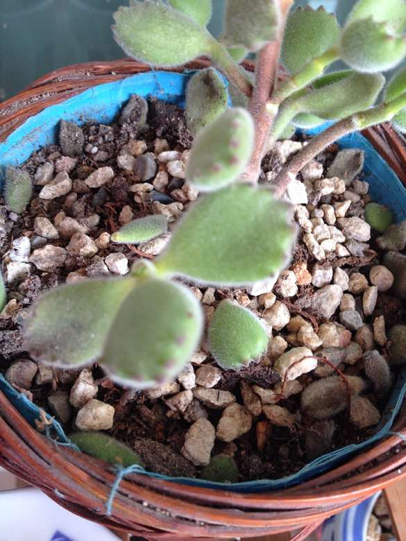 �Ҽ���ͯ�ӿ�Ҫ���ˣ�������ô�ȵ��������