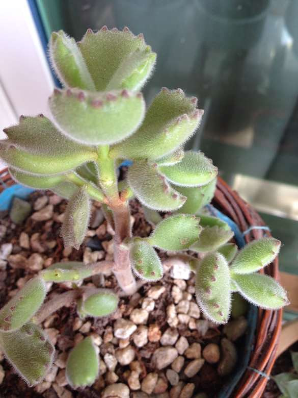 �Ҽ���ͯ�ӿ�Ҫ���ˣ�������ô�ȵ��������