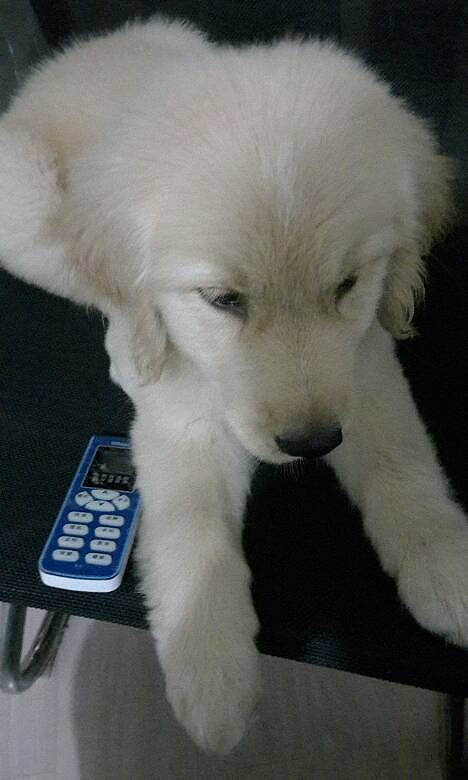 ��ë��Ȯĸ����