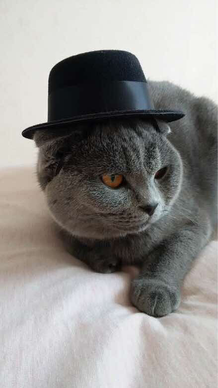 Ψè����ʳ���ɹ�����