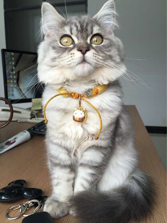 Ψè����ʳ���ɹ�����