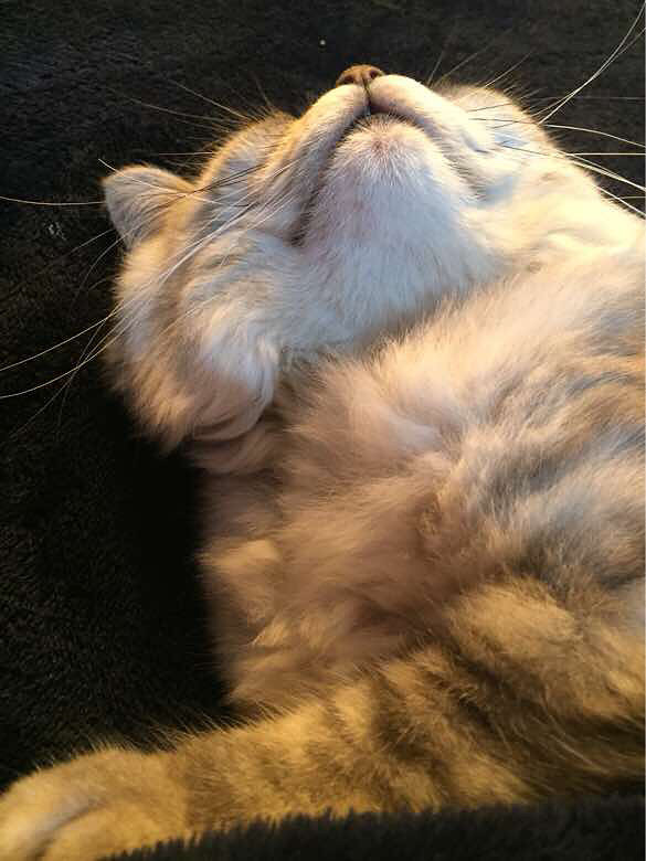 Ψè����ʳ���ɹ�����