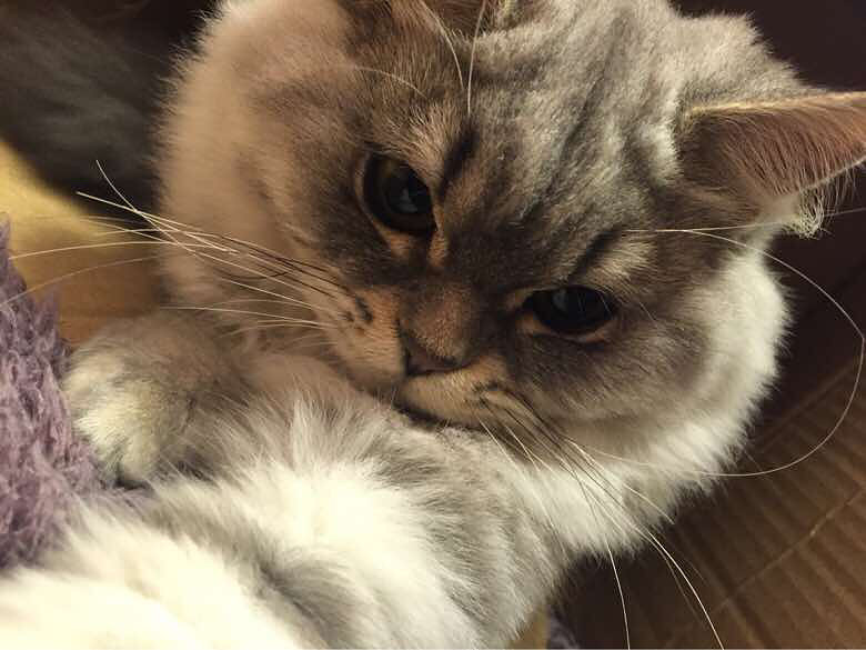 Ψè����ʳ���ɹ�����