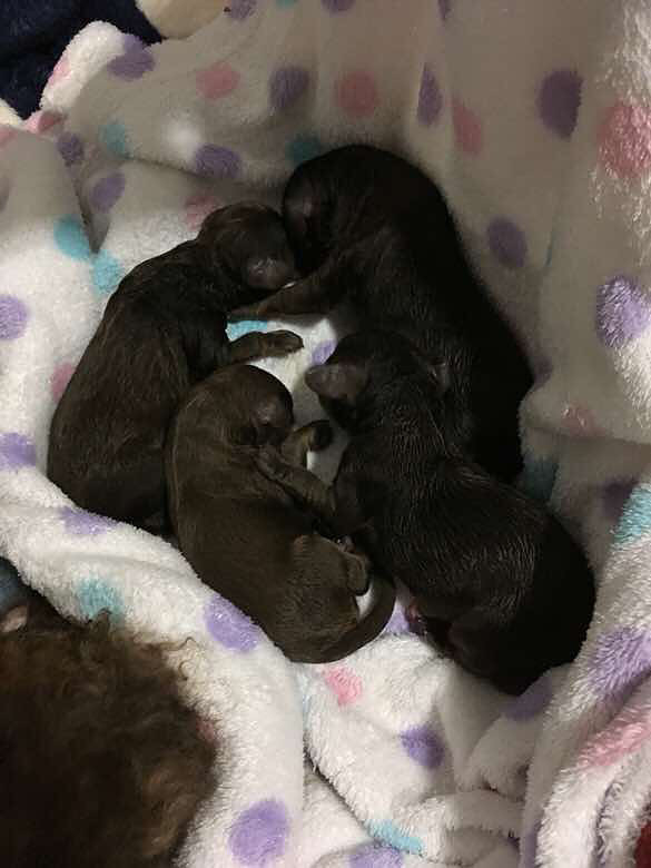 �Լ����Ĺ��������2��2ĸ������9��3��