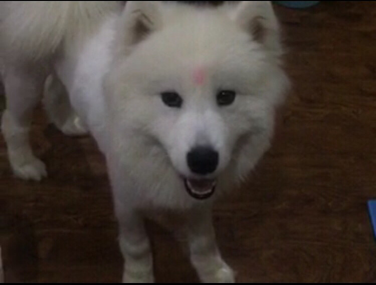 9��7���賿���ĵ��ڻ��һ�ͥ����Ƶ긽��