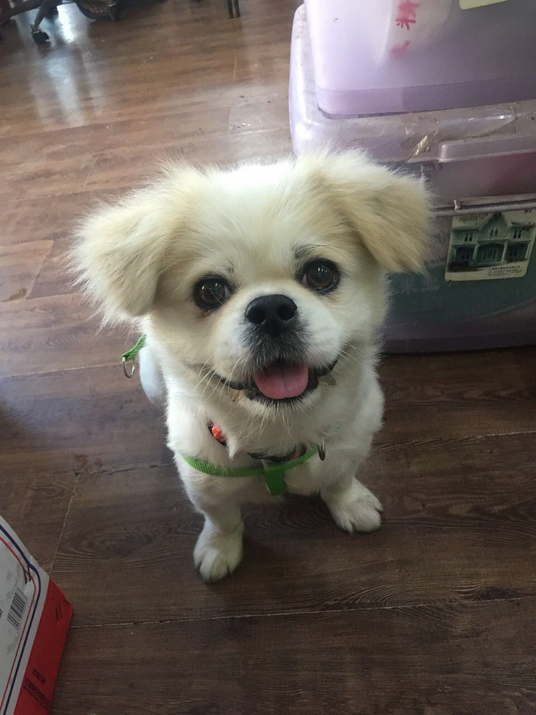 有没有人看到一只狗京巴串串,有图