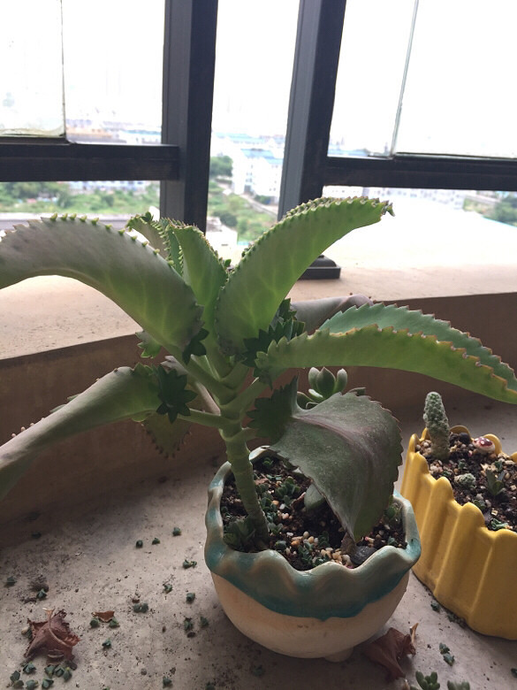 ��Ʊ� �����ɲ� ��֦ɢҶ