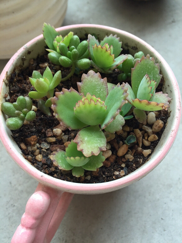 ��Ʊ� �����ɲ� ��֦ɢҶ