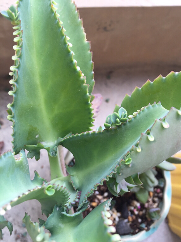 ��Ʊ� �����ɲ� ��֦ɢҶ