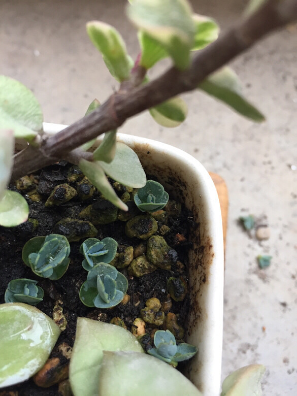 ��Ʊ� �����ɲ� ��֦ɢҶ