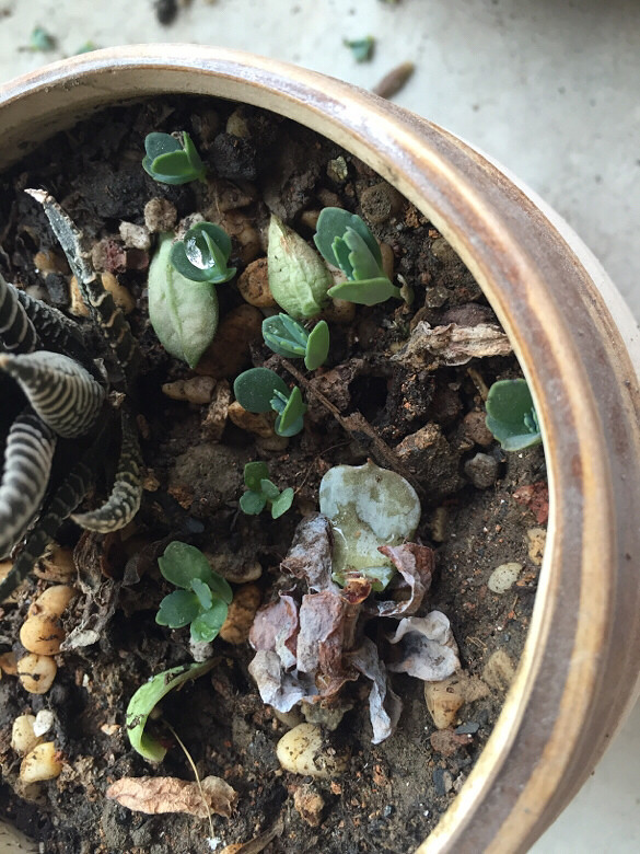 ��Ʊ� �����ɲ� ��֦ɢҶ