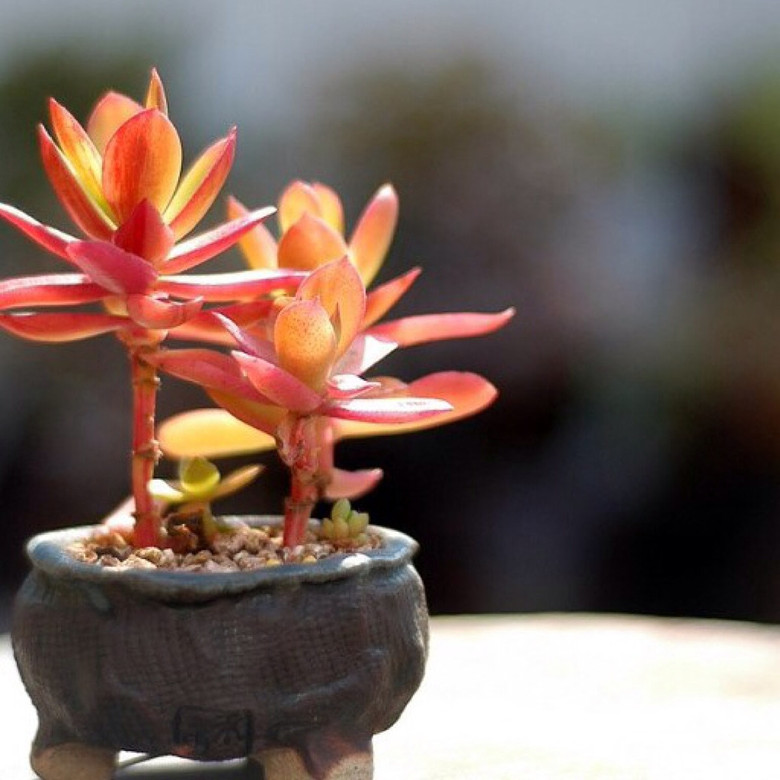 ����Ʊ����ҵĶ���