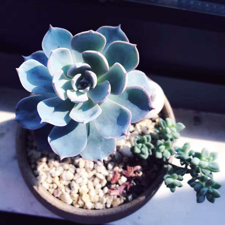 ����Ʊ���  ���װ��ζ���~