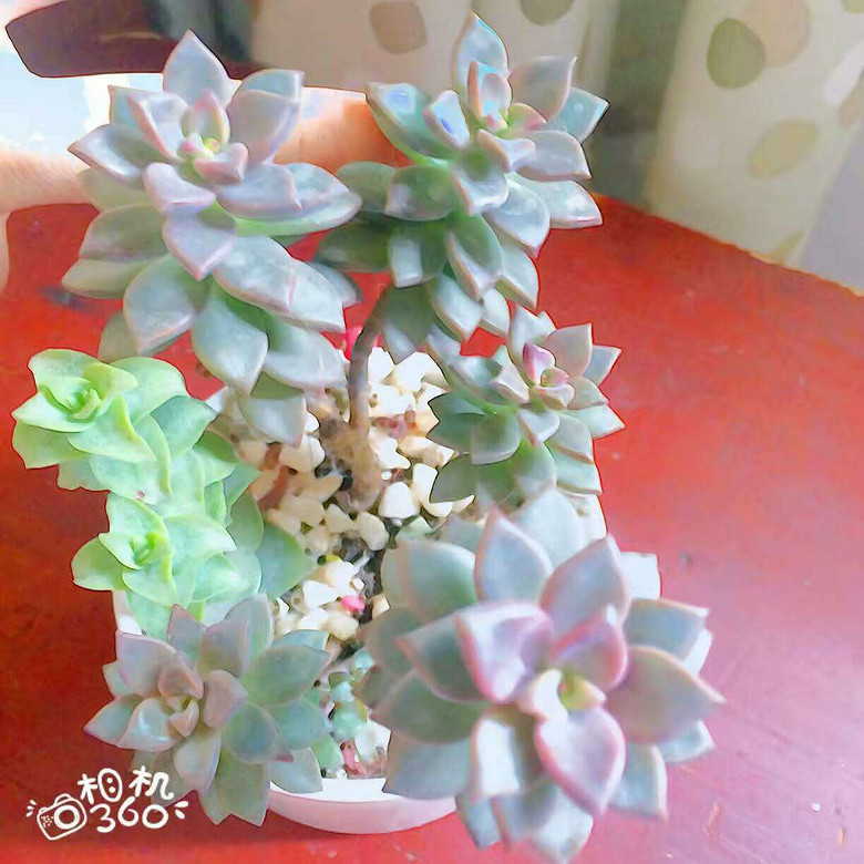 ����Ʊ���  ���װ��ζ���~