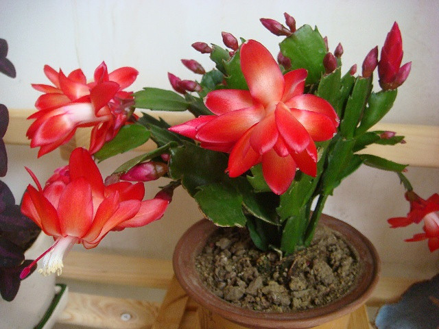 ����Ʊ����ҵĶ���