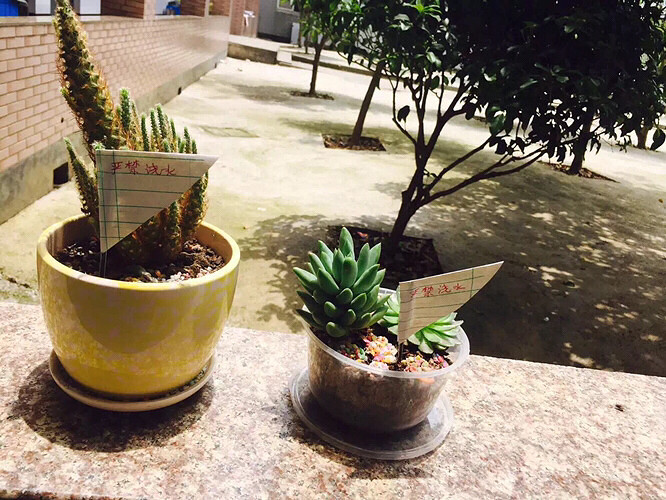 ��Ʊ�      ����