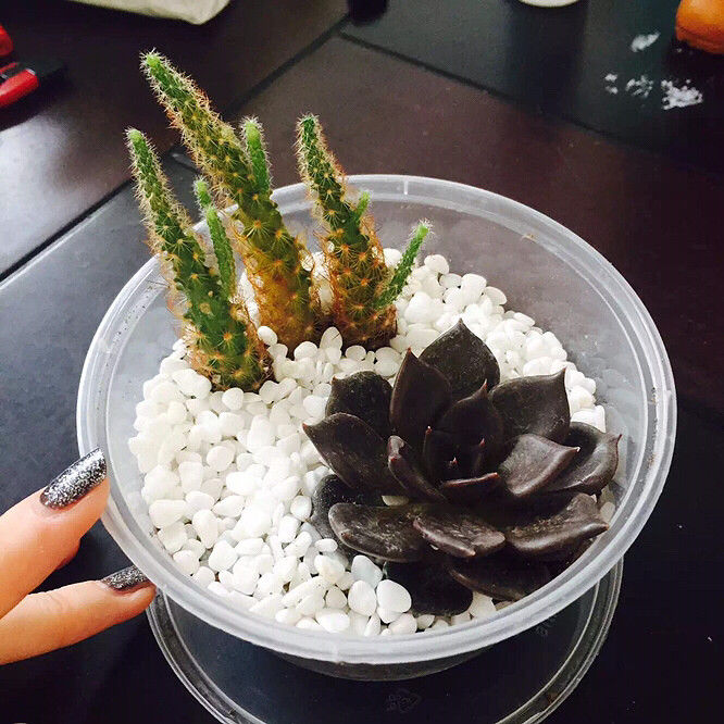 ��Ʊ�      ����