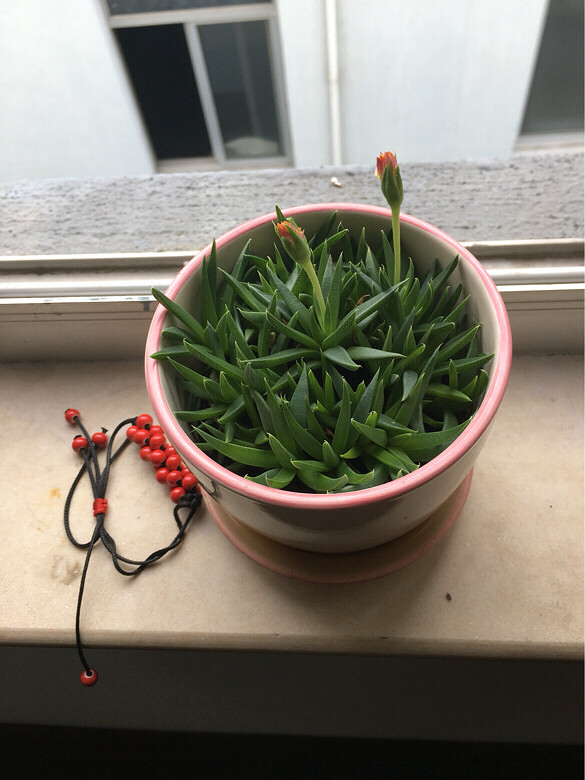 ����Ʊ����ҵĶ������ڻ�������