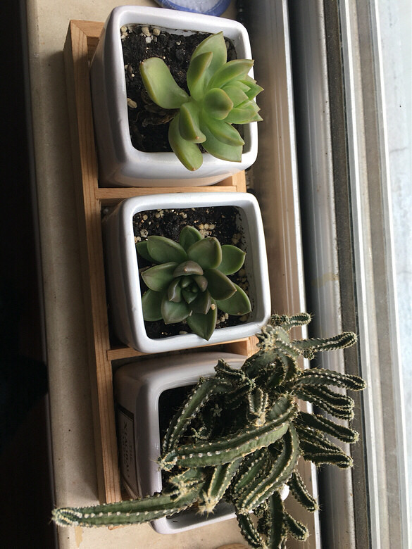 ����Ʊ����ҵĶ������ڻ�������