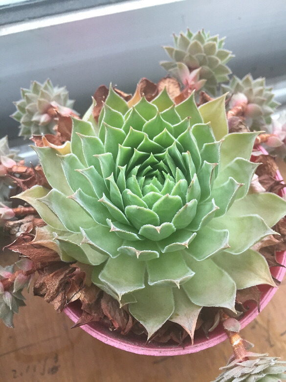 ��Ʊ�������ֲ��