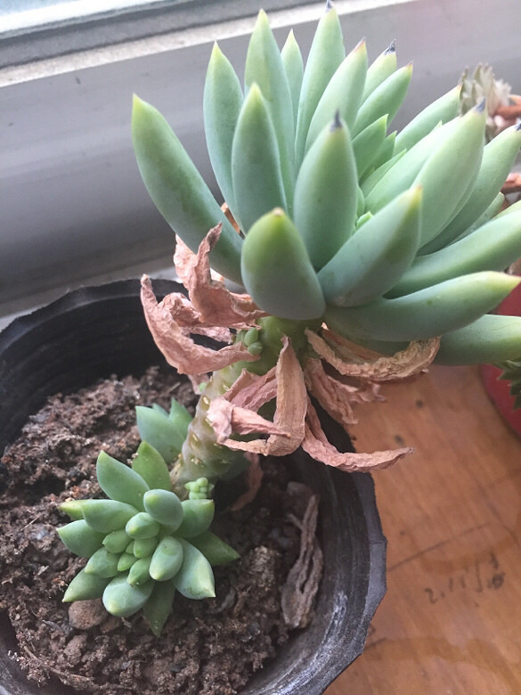 ��Ʊ�������ֲ��