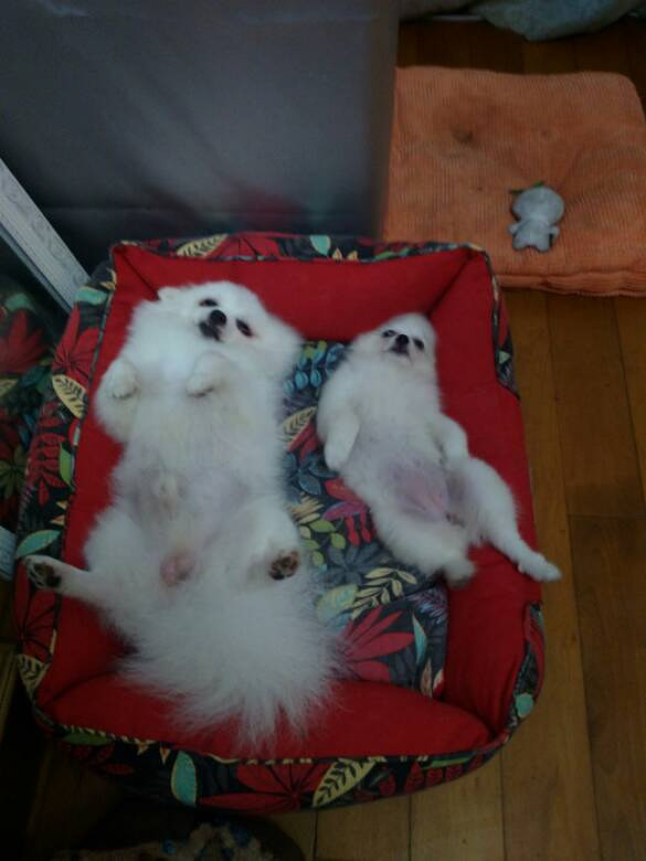 ����ֻ��˯��������Ҳ������