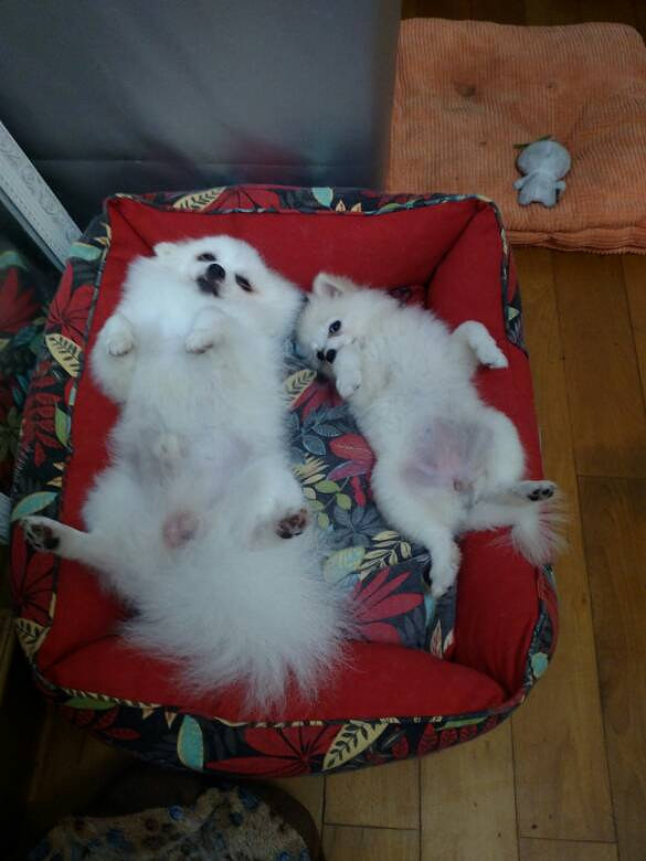 ����ֻ��˯��������Ҳ������