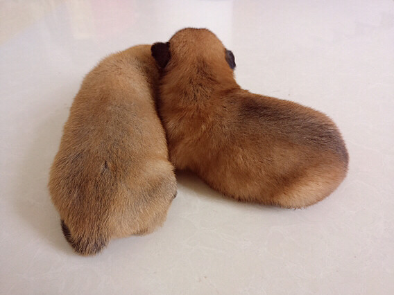 ����Ҳ�ǿ��Ժܿɰ���