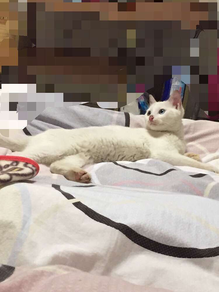 ��Ҳɹɹ�Ҽҵ���  ����è���ɱ�