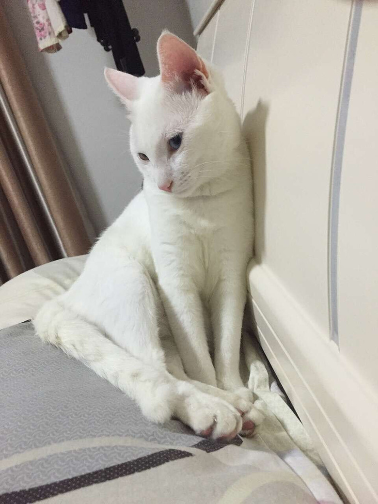 ��Ҳɹɹ�Ҽҵ���  ����è���ɱ�