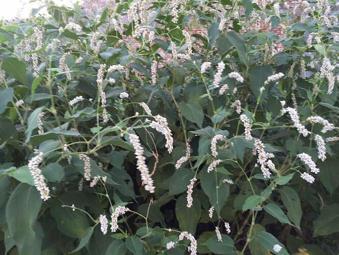 ���϶�����ʱ�򿴼���