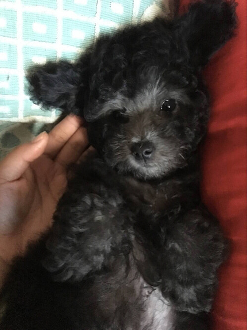 ����Ҫ��ɫ̩����