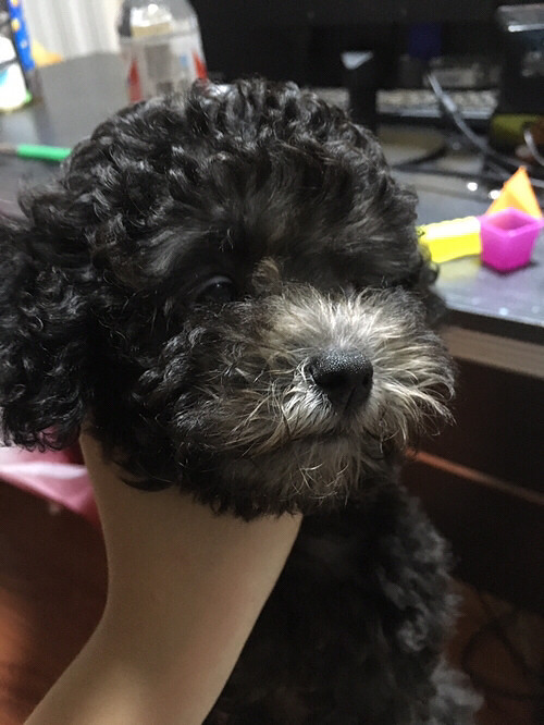 ����Ҫ��ɫ̩����