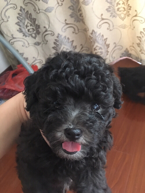 ����Ҫ��ɫ̩����