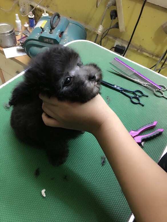 ����Ҫ��ɫ̩����