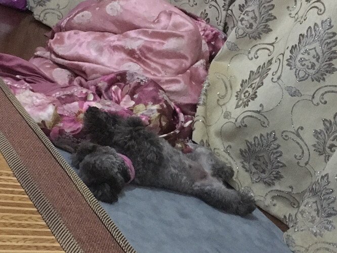 ����Ҫ��ɫ̩����