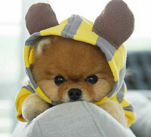 ������ô�ȣ�