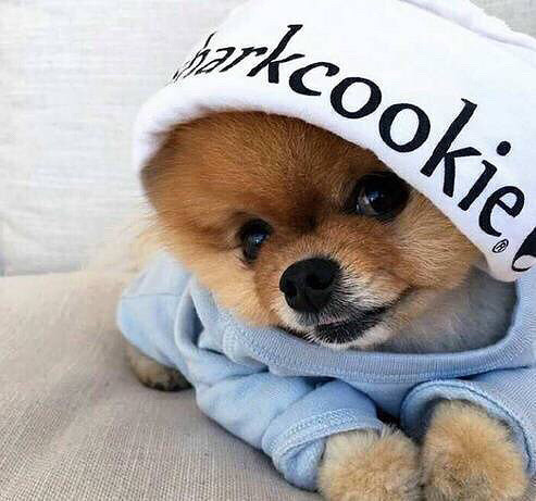 ������ô�ȣ�