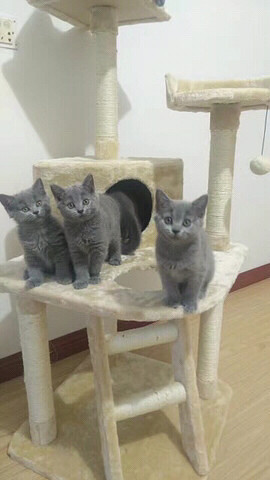 ��ʣ4ֻ�����ա�